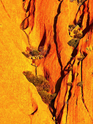 Uluru Pockets of Life